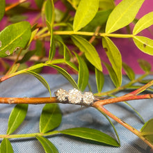 Platinum Diamond Ring